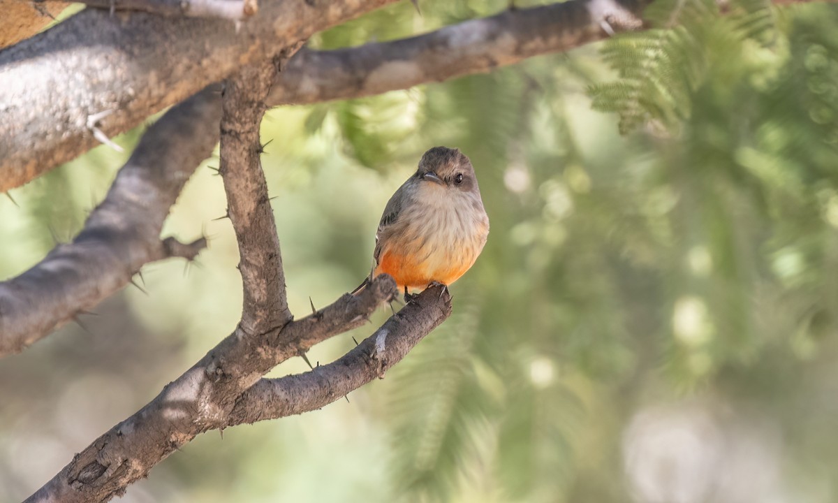Vermilion Flycatcher - ML628071223