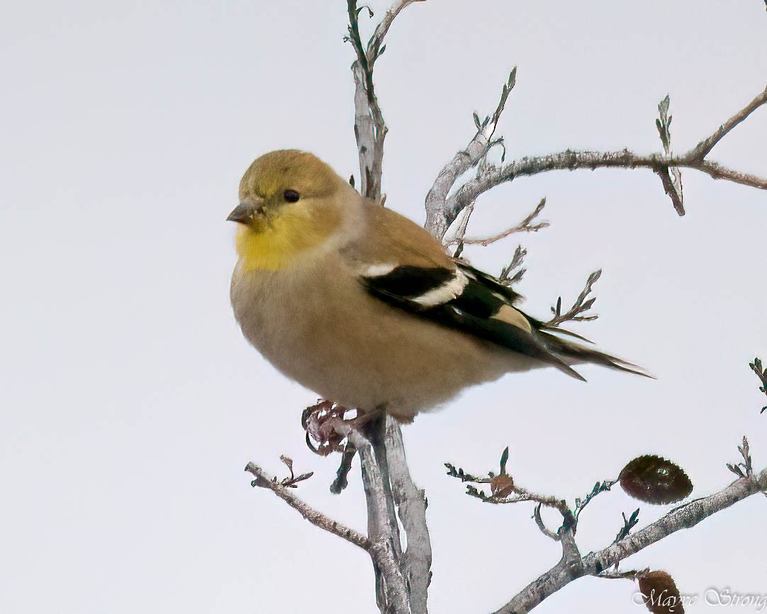 American Goldfinch - ML628071332