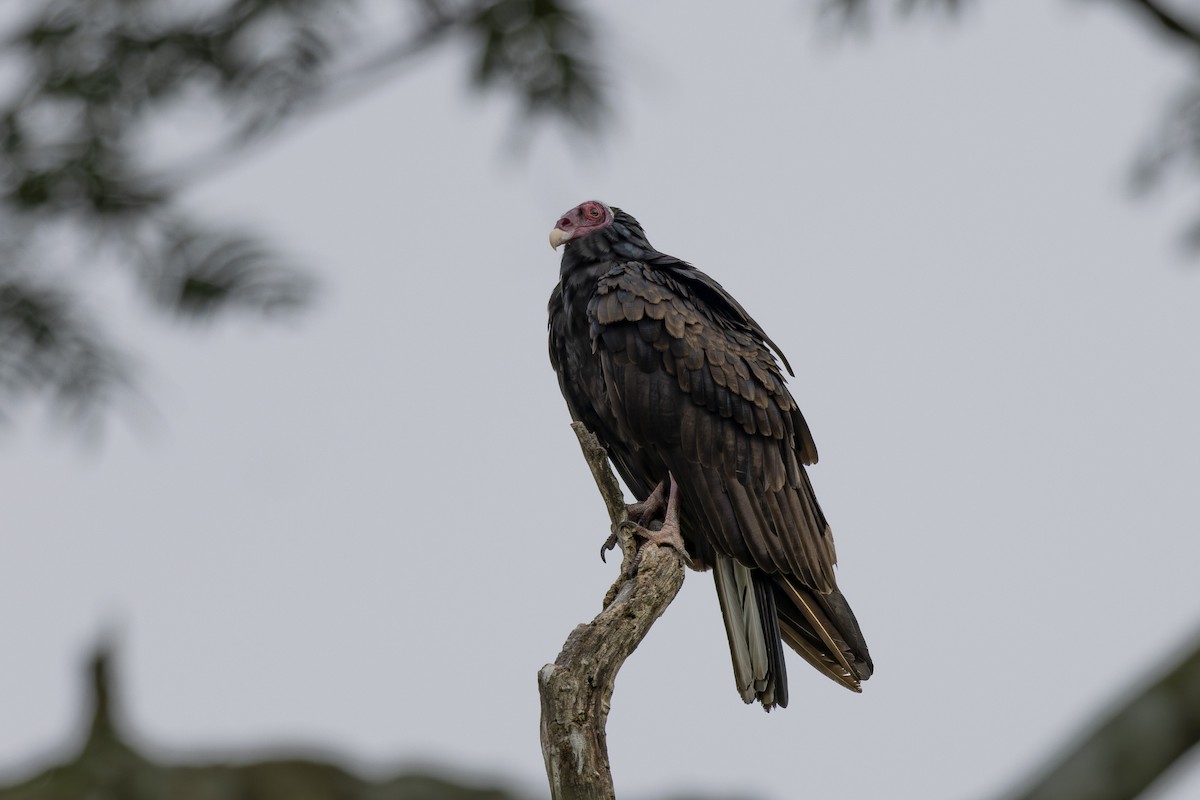 Turkey Vulture - ML628071550