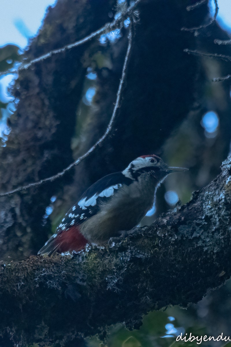 Himalayan Woodpecker - ML628071583