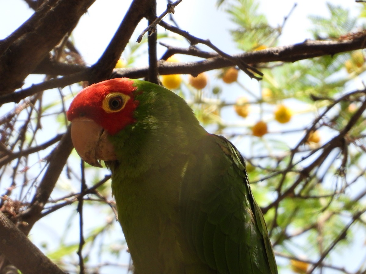 Conure à tête rouge - ML628071608