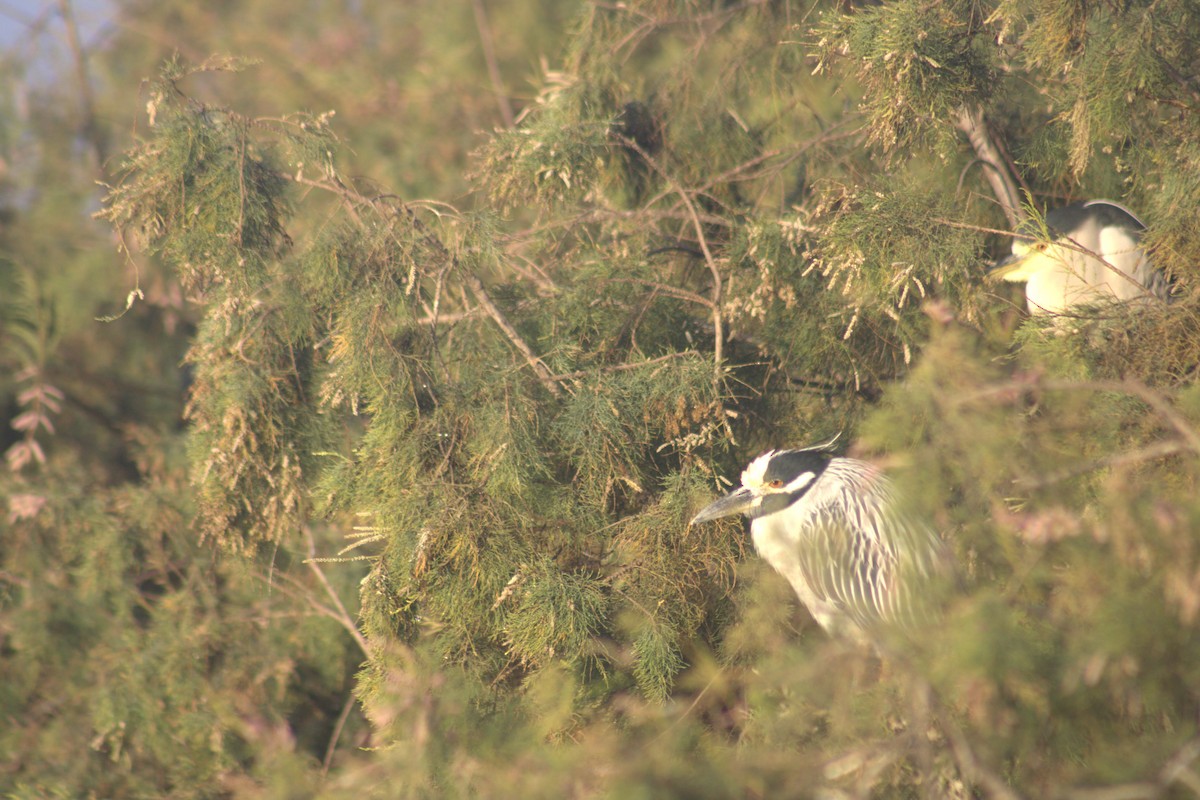 Yellow-crowned Night Heron - ML628071692