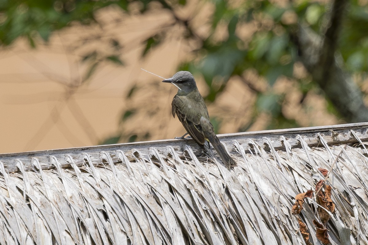 Tropical Kingbird - ML628071708