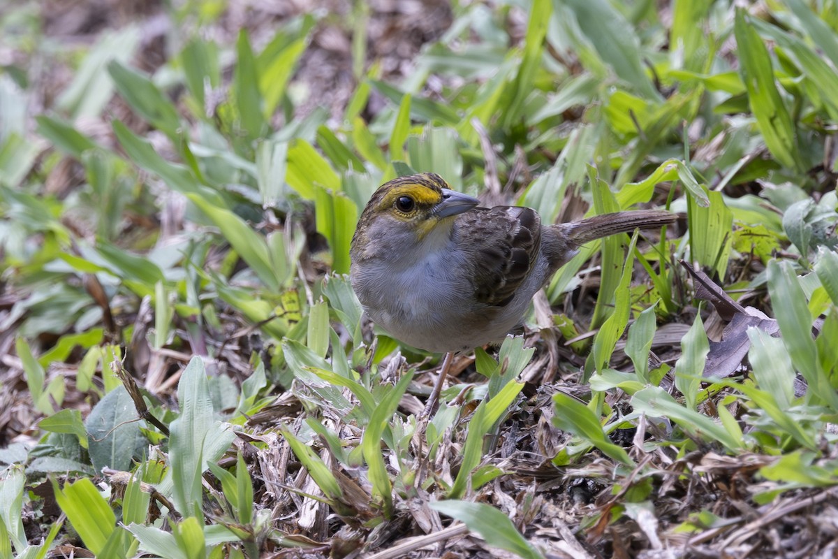 Yellow-browed Sparrow - ML628071718