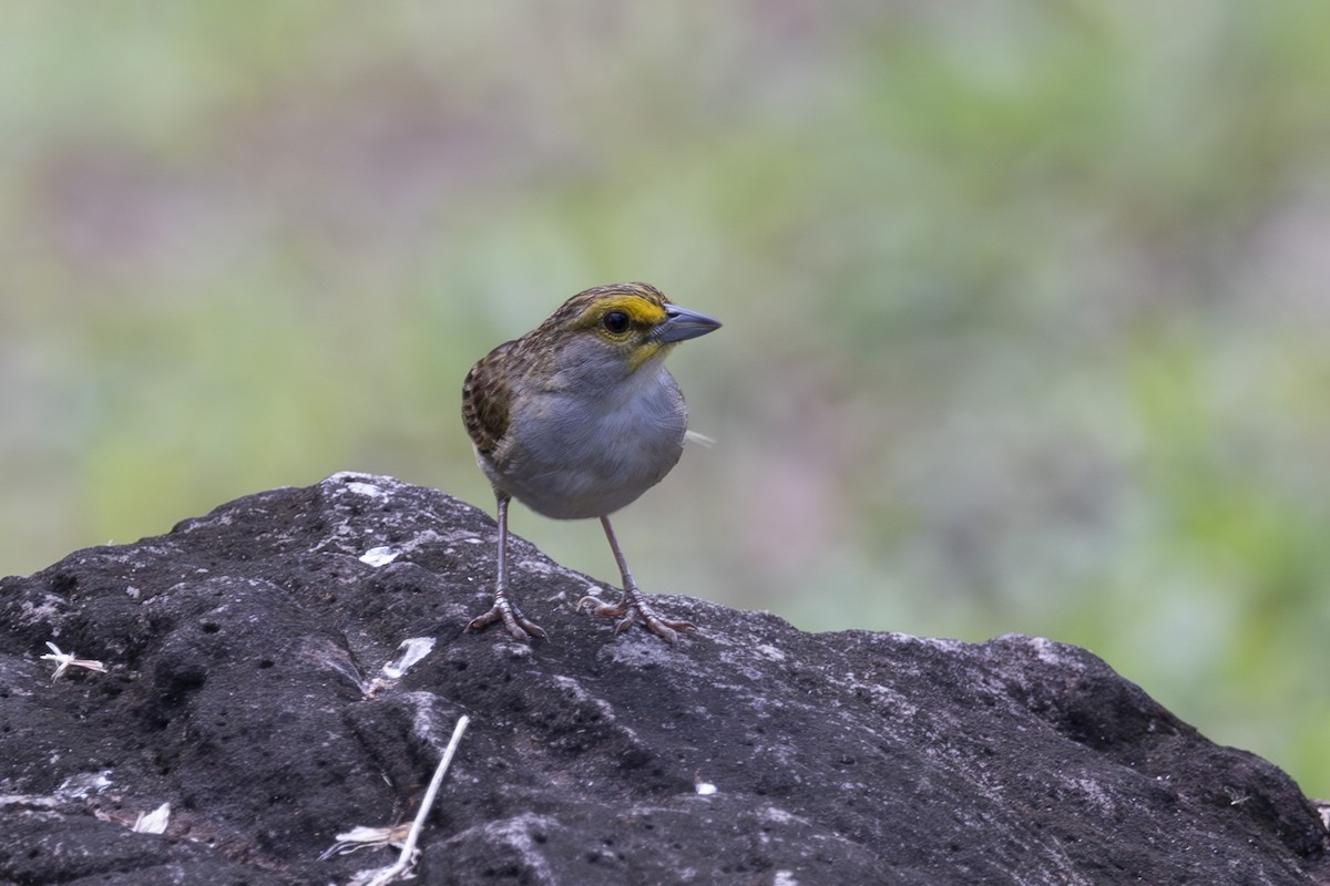 Yellow-browed Sparrow - ML628071719