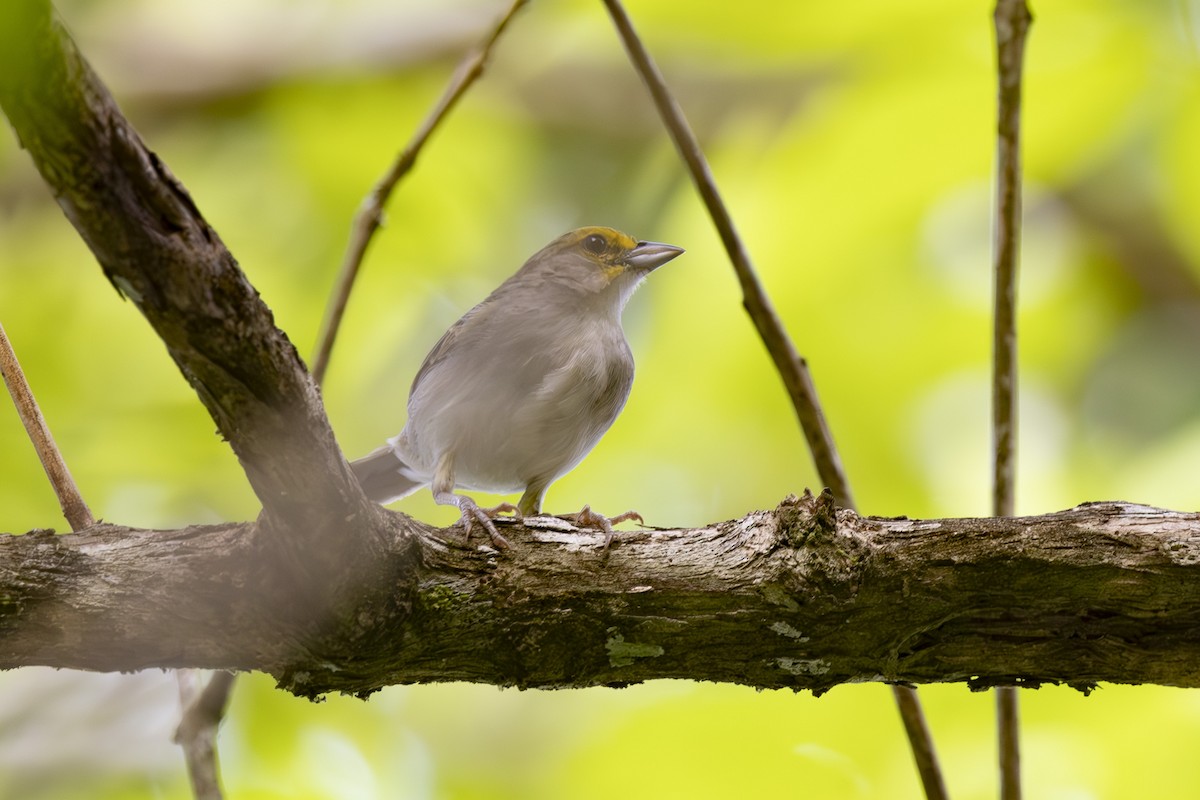 Yellow-browed Sparrow - ML628071720