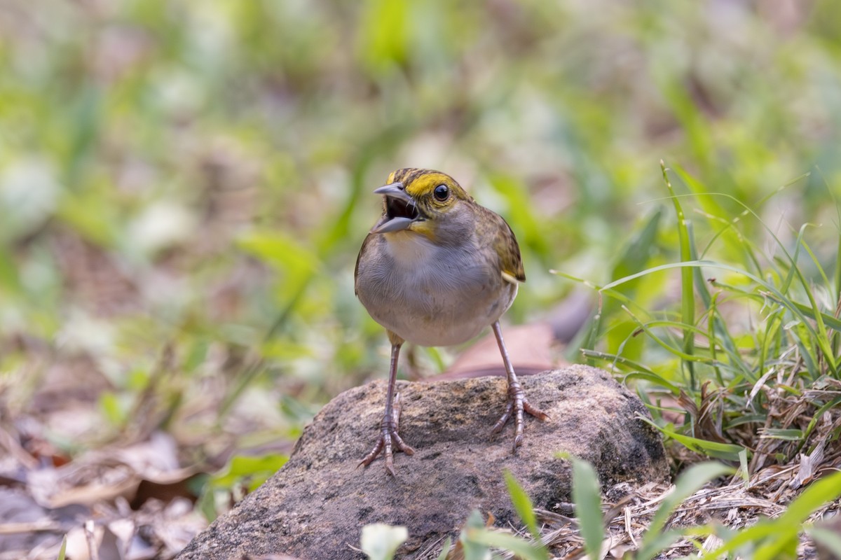 Yellow-browed Sparrow - ML628071721