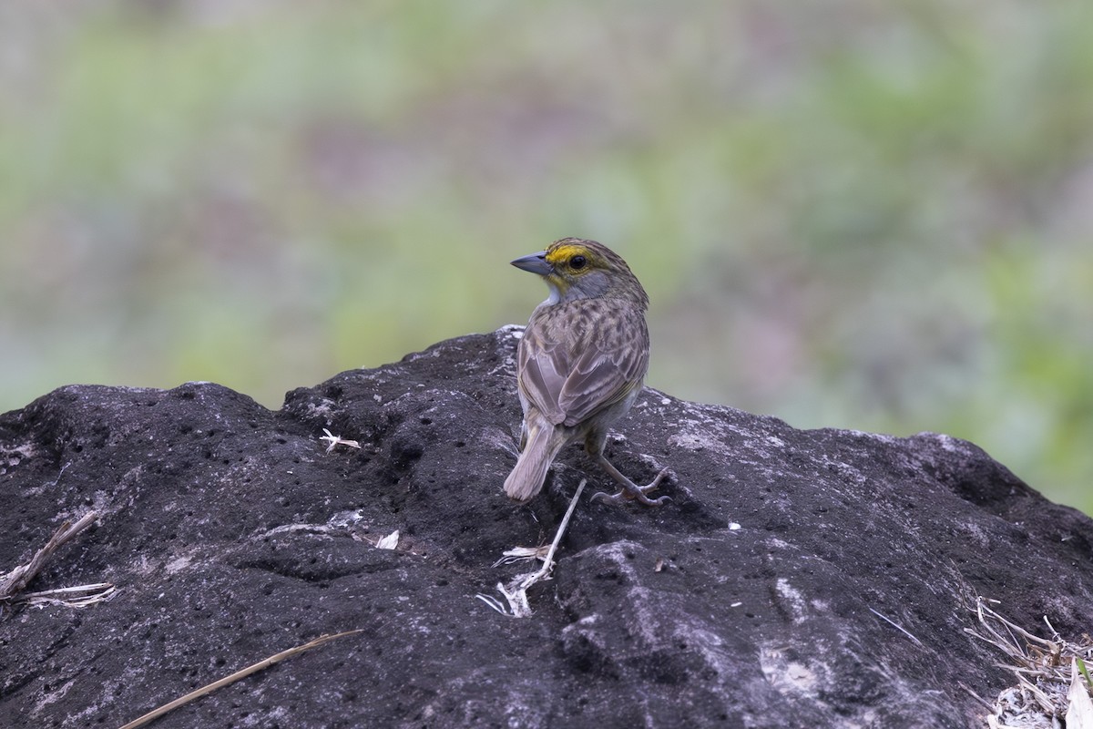 Yellow-browed Sparrow - ML628071722