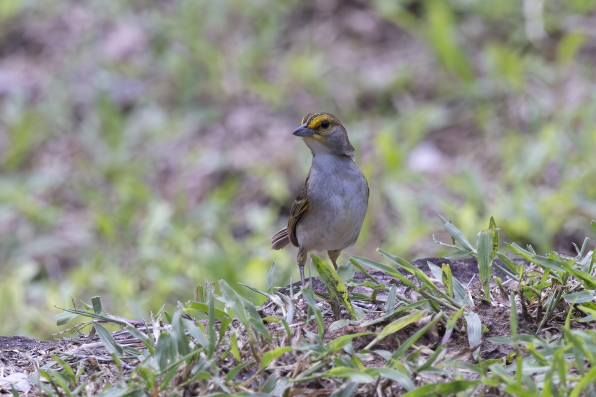 Yellow-browed Sparrow - ML628071723