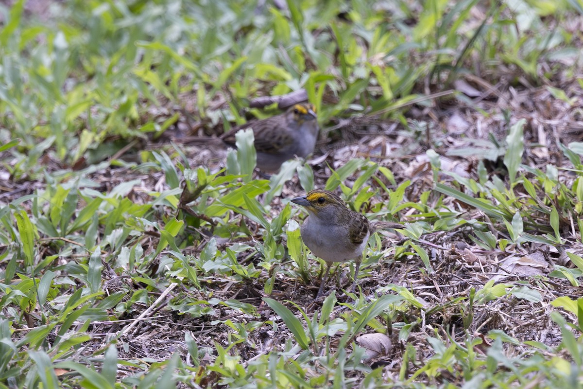 Yellow-browed Sparrow - ML628071724