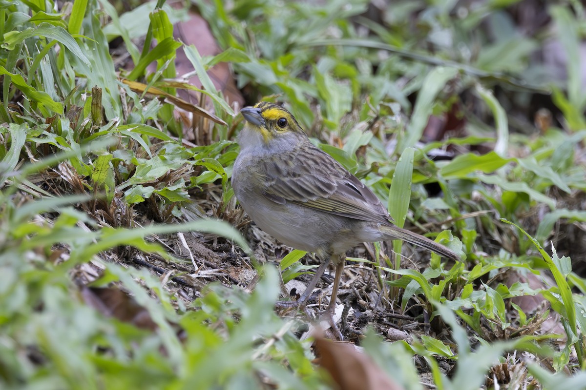 Yellow-browed Sparrow - ML628071725