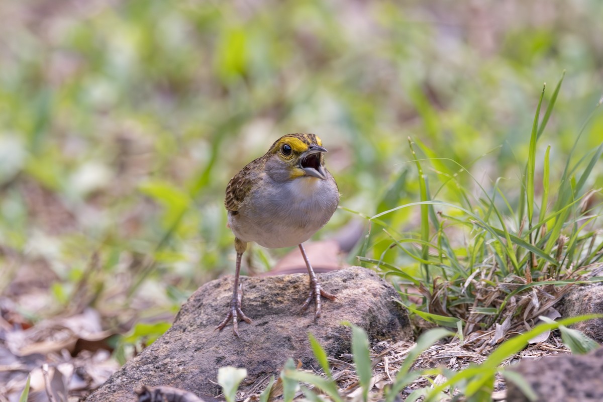 Yellow-browed Sparrow - ML628071726