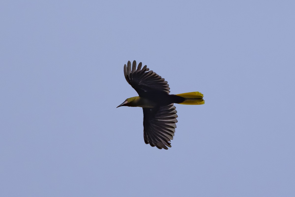 Russet-backed Oropendola - ML628071731