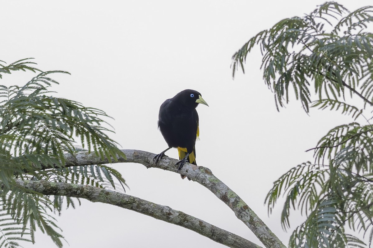 Yellow-rumped Cacique - ML628071735