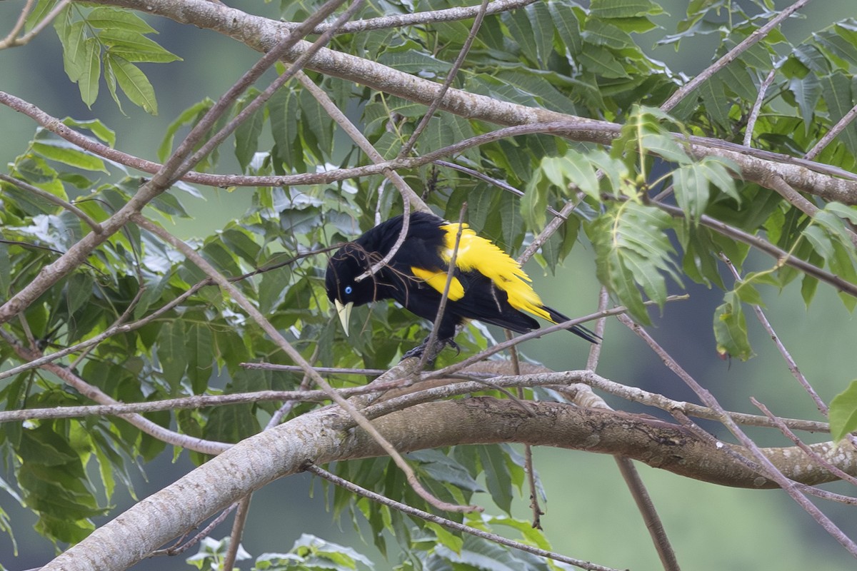 Yellow-rumped Cacique - ML628071736