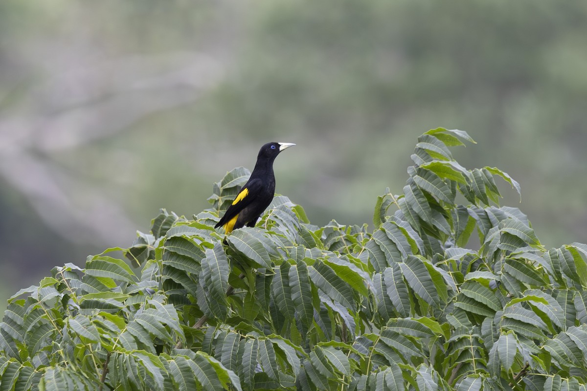 Yellow-rumped Cacique - ML628071737