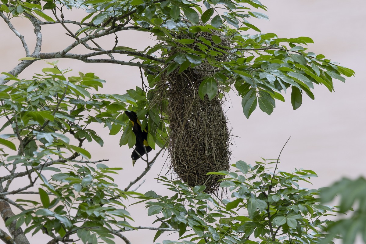 Yellow-rumped Cacique - ML628071738
