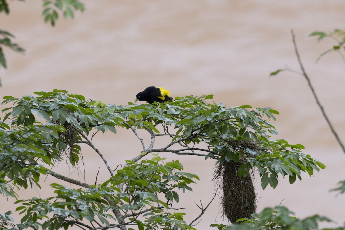 Yellow-rumped Cacique - ML628071739