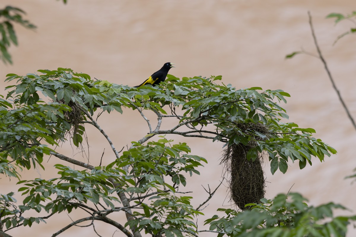 Yellow-rumped Cacique - ML628071740