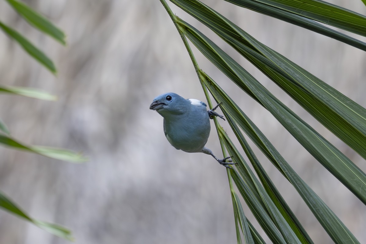 Blue-gray Tanager (White-edged) - ML628071744