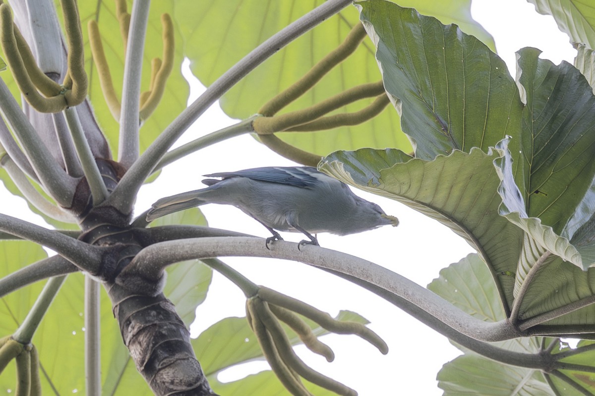 Blue-gray Tanager (White-edged) - ML628071745