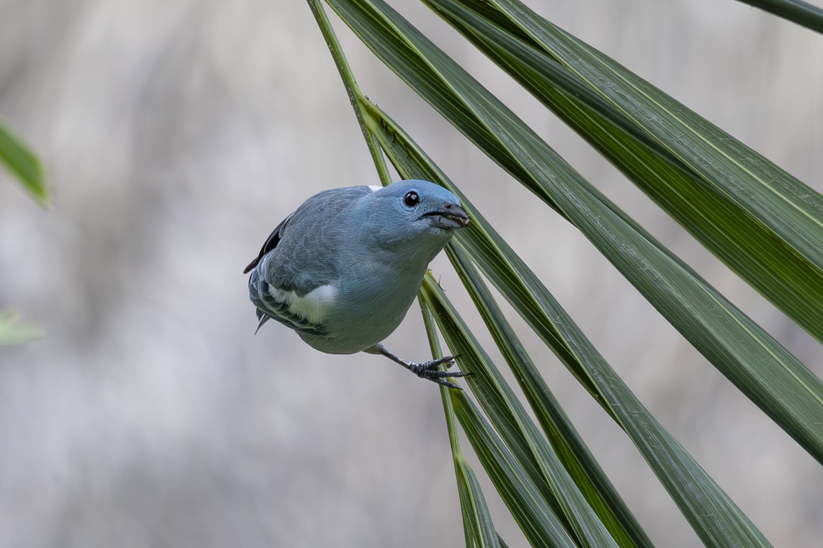 Blue-gray Tanager (White-edged) - ML628071746