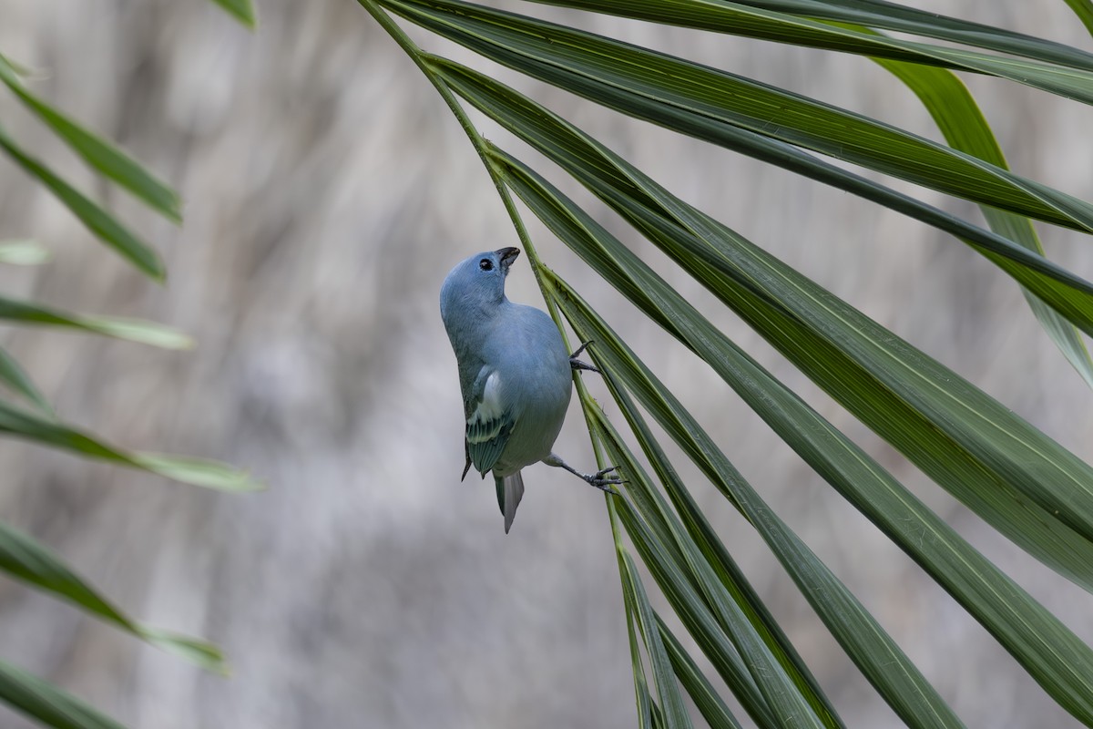 Blue-gray Tanager (White-edged) - ML628071747
