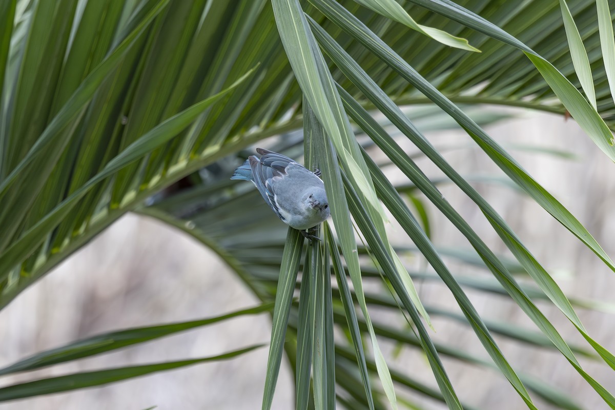 Blue-gray Tanager (White-edged) - ML628071748