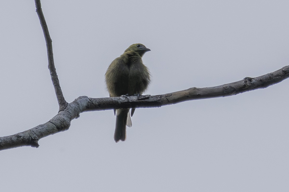 Palm Tanager - ML628071751