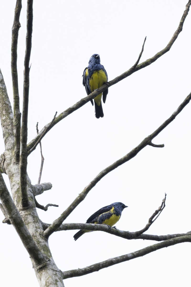 Turquoise Tanager - ML628071752