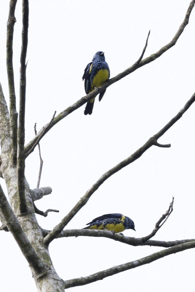 Turquoise Tanager - ML628071753