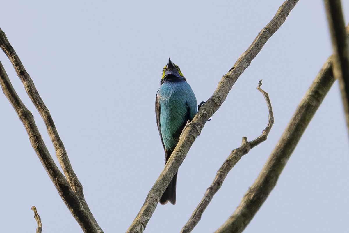 Paradise Tanager - ML628071754