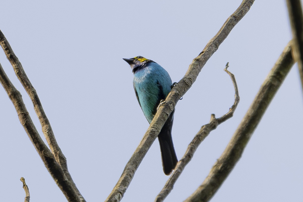 Paradise Tanager - ML628071755