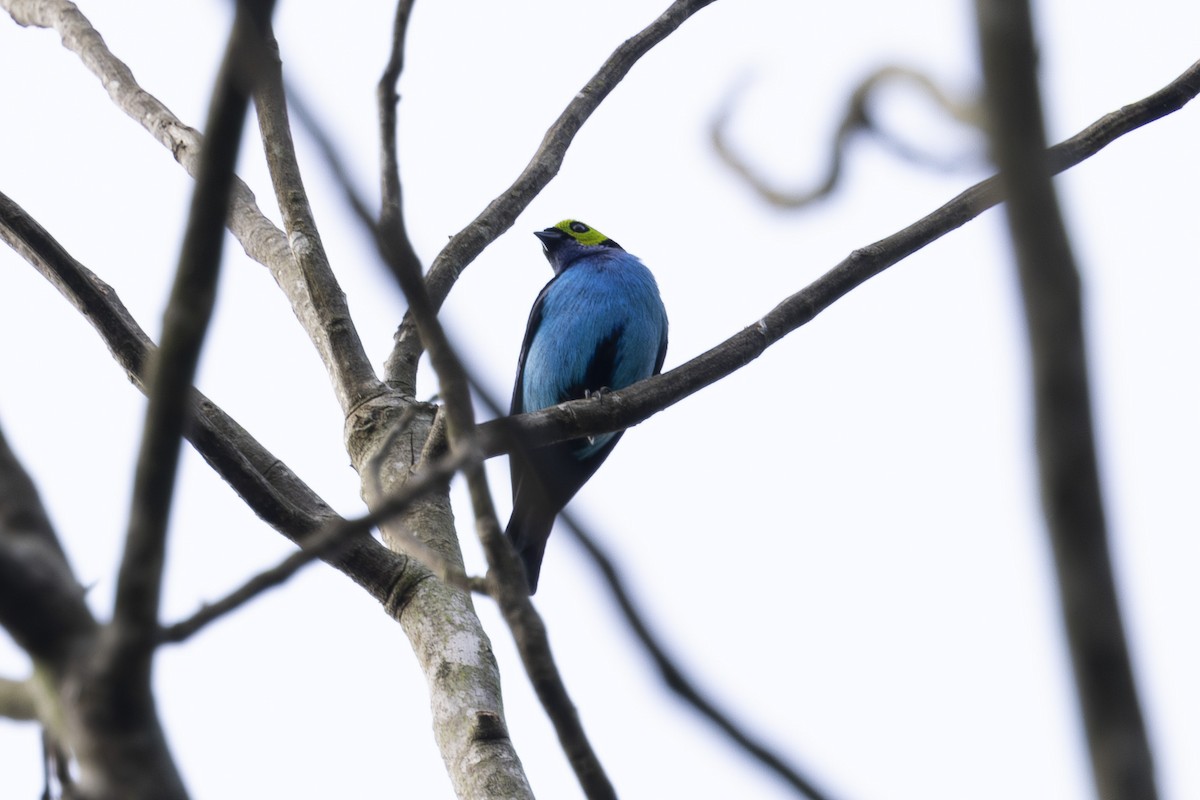 Paradise Tanager - ML628071756