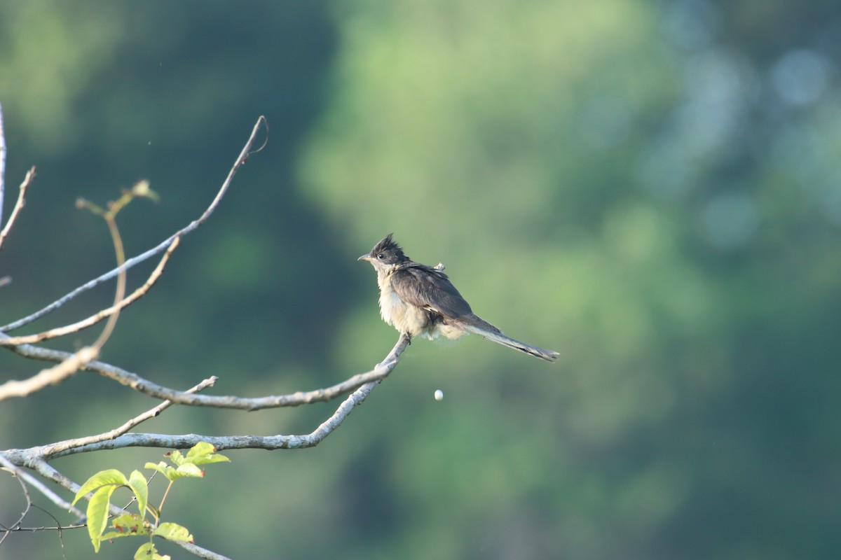 Pied Cuckoo - ML628071793