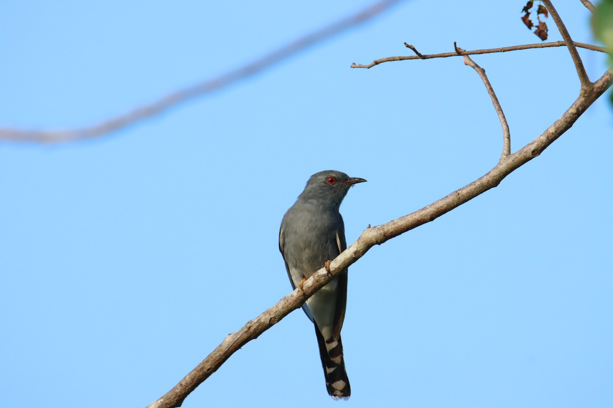 Gray-bellied Cuckoo - ML628071796