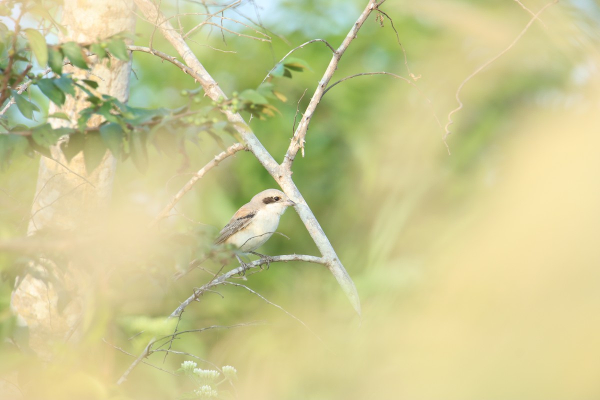 Bay-backed Shrike - ML628071806
