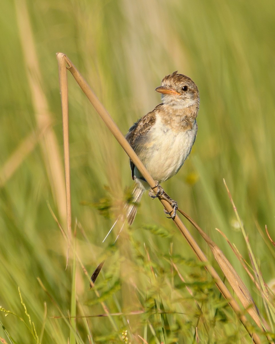 Strange-tailed Tyrant - ML628072091