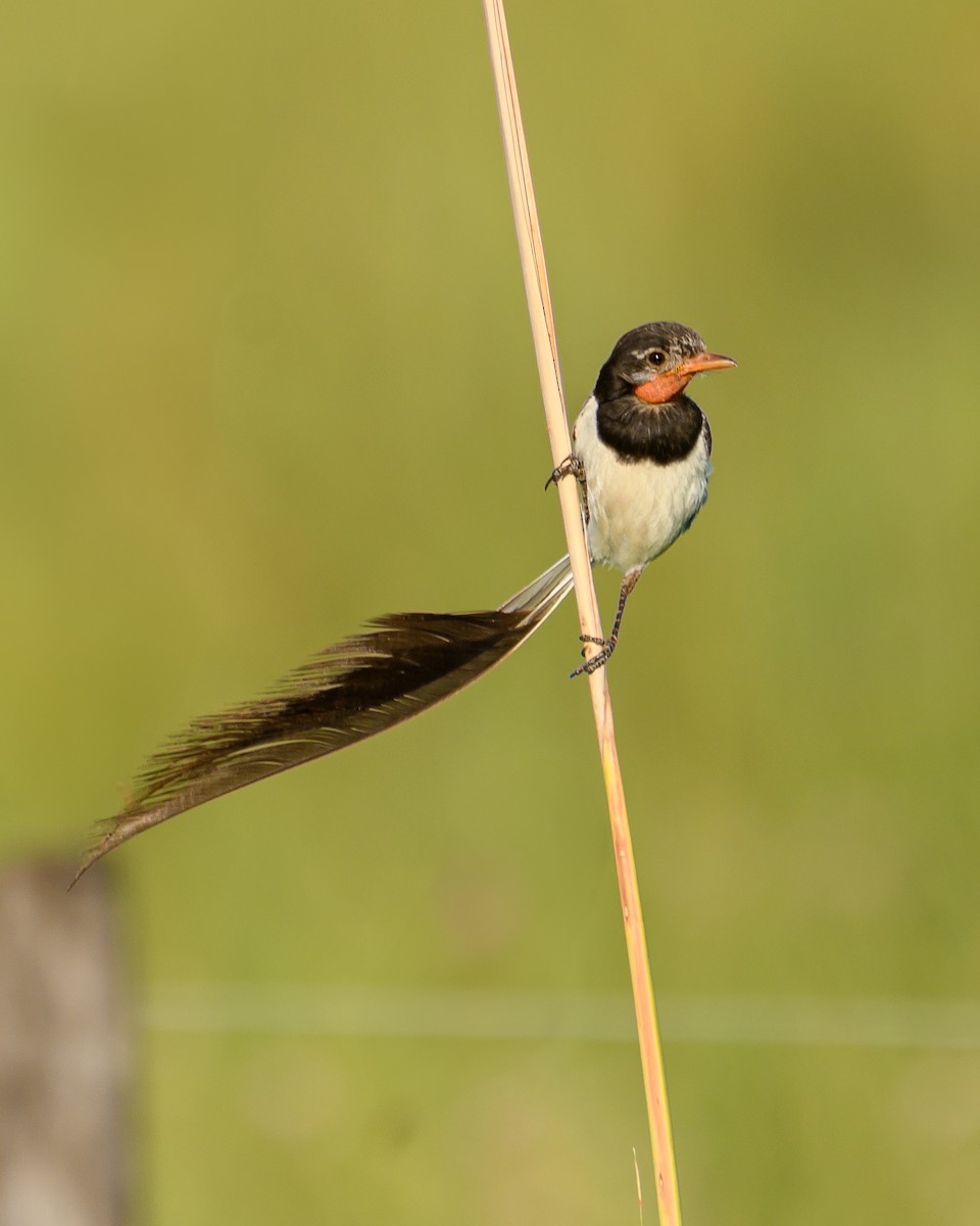 Strange-tailed Tyrant - ML628072092
