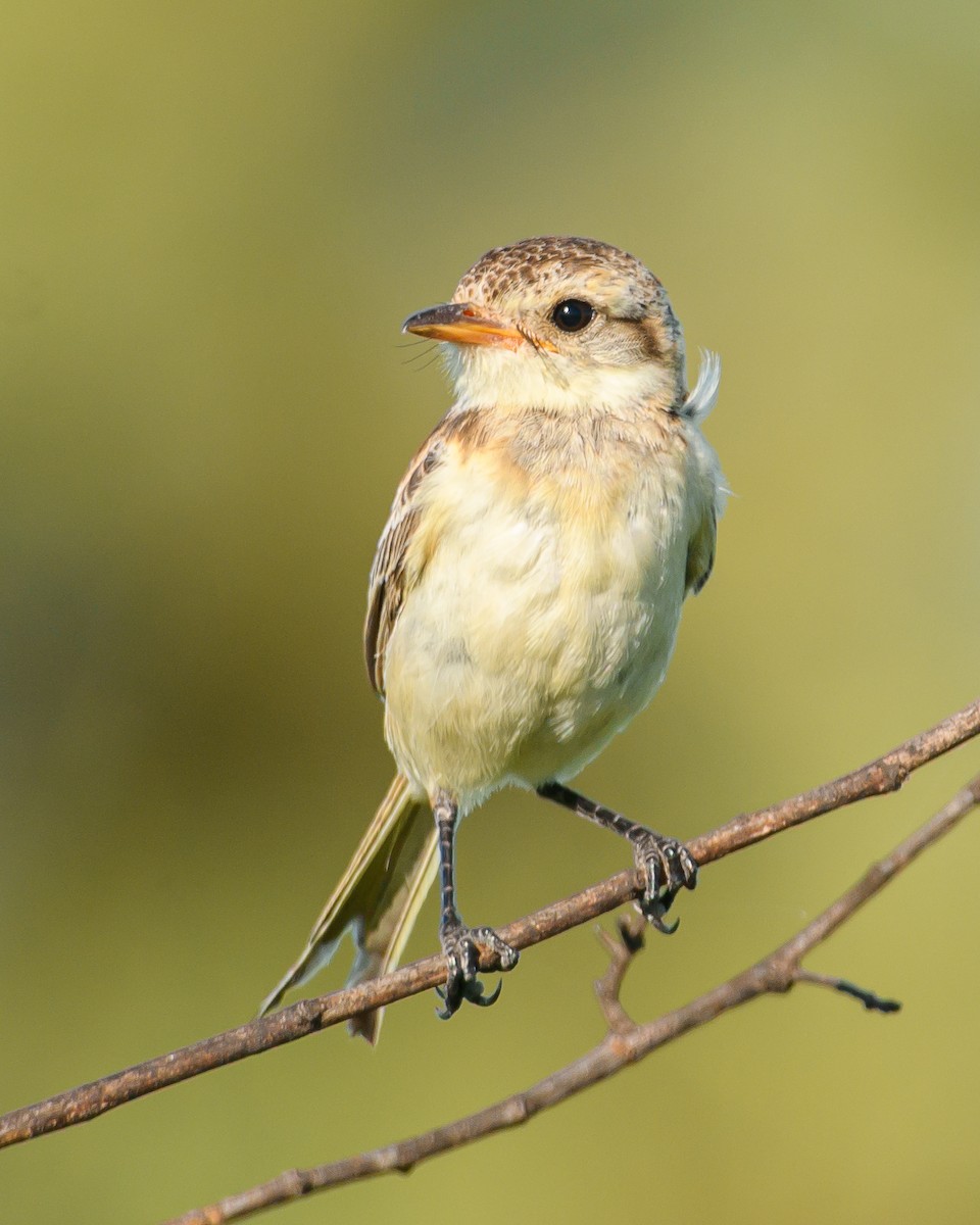 Strange-tailed Tyrant - ML628072096