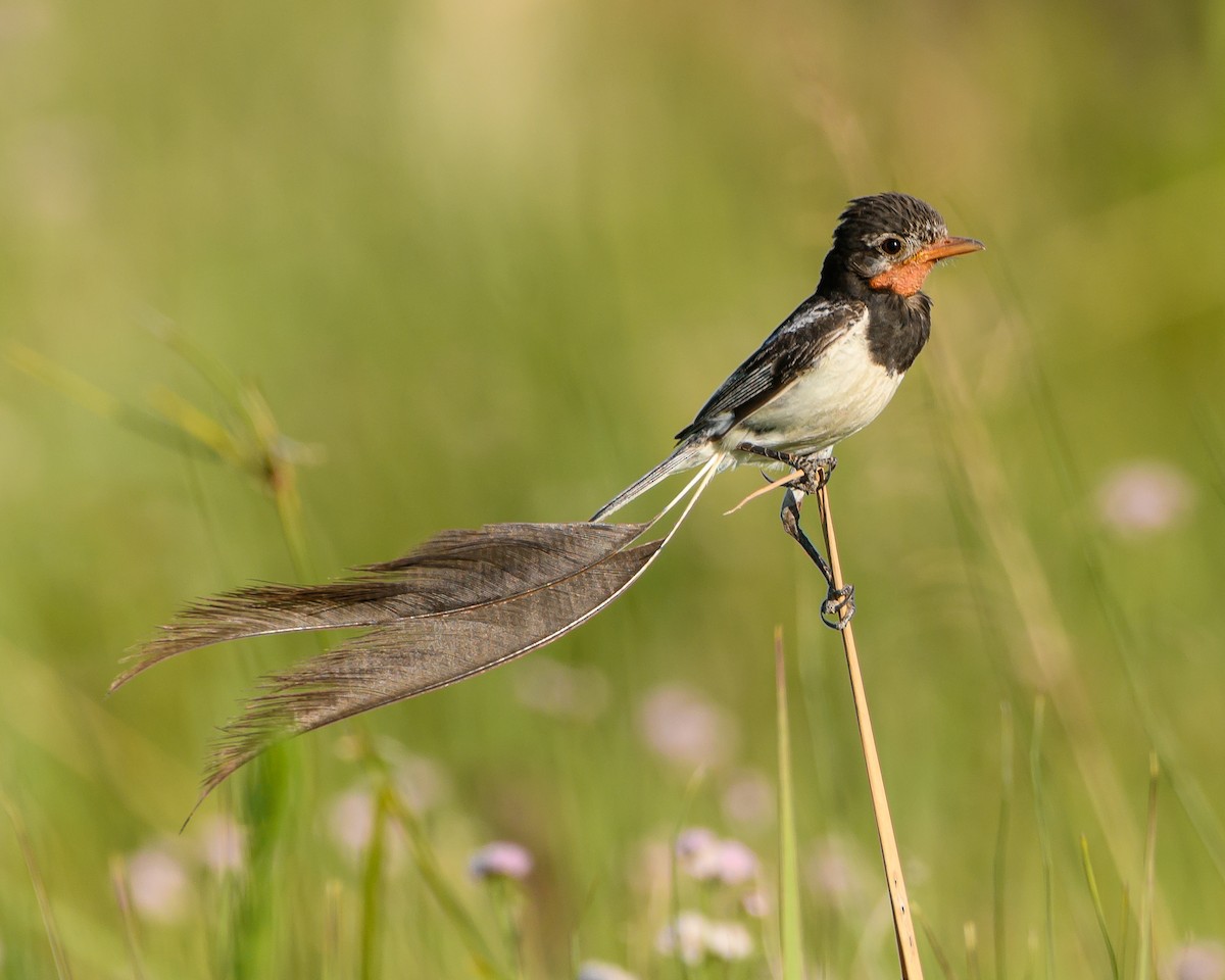 Strange-tailed Tyrant - ML628072099