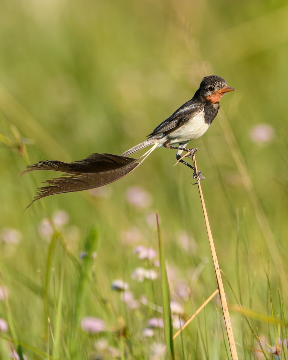 Strange-tailed Tyrant - ML628072100