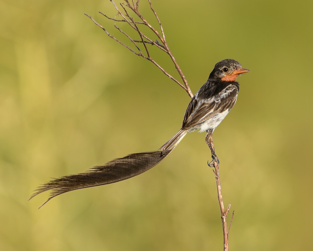 Strange-tailed Tyrant - ML628072101