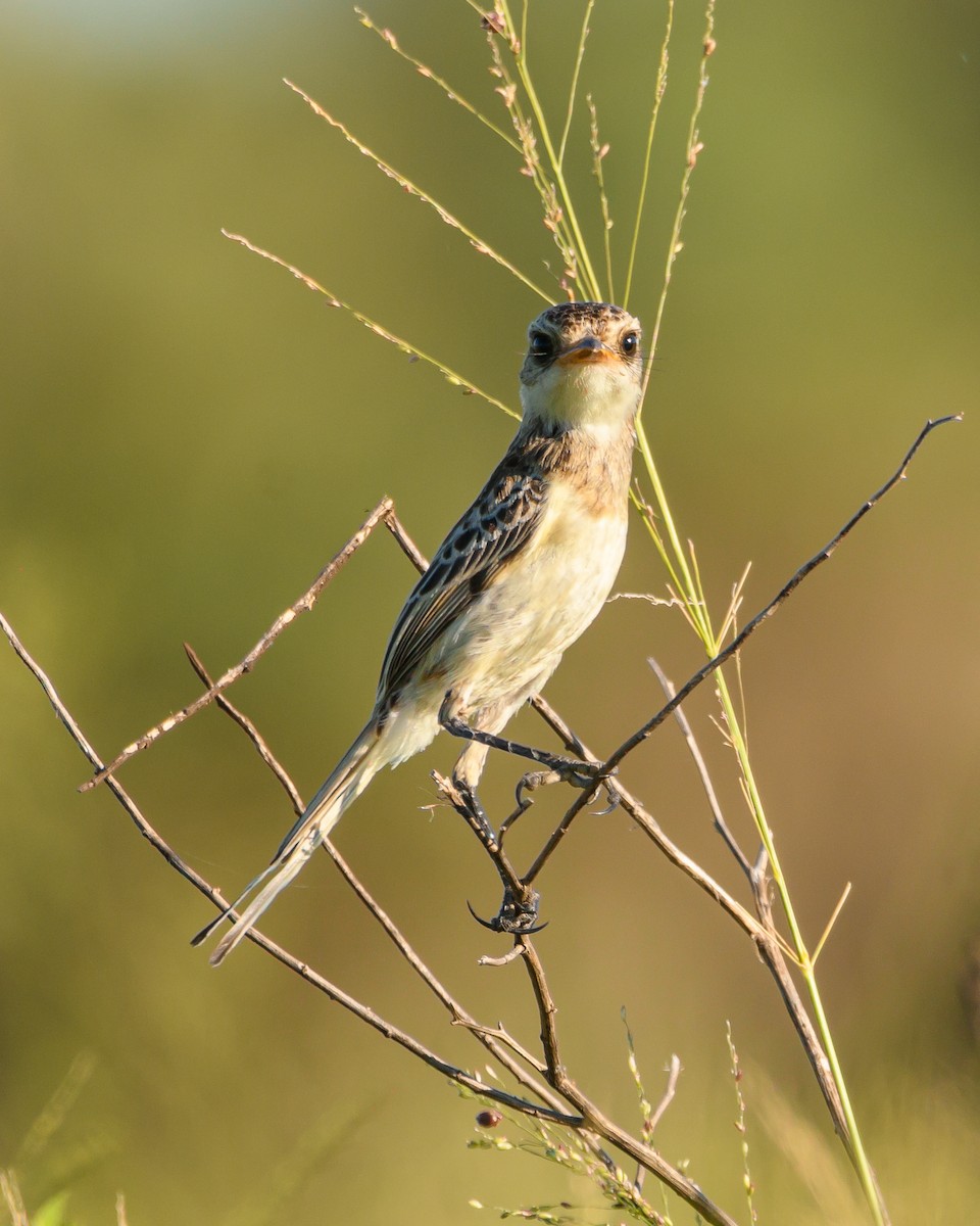Strange-tailed Tyrant - ML628072102
