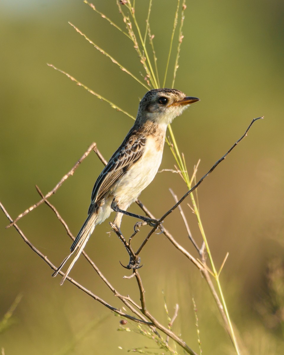 Strange-tailed Tyrant - ML628072103