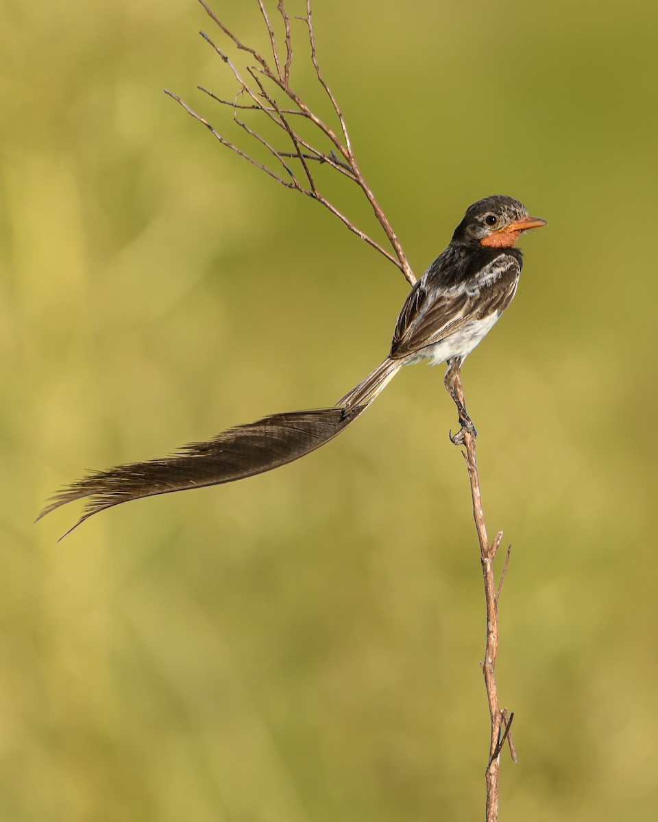 Strange-tailed Tyrant - ML628072104
