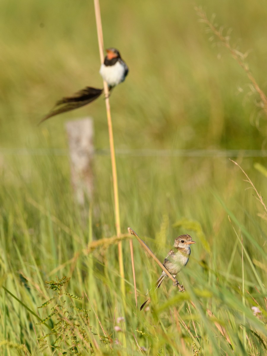 Strange-tailed Tyrant - ML628072107