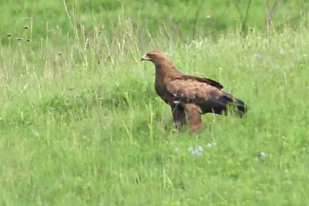 Lesser Spotted Eagle - ML628072176