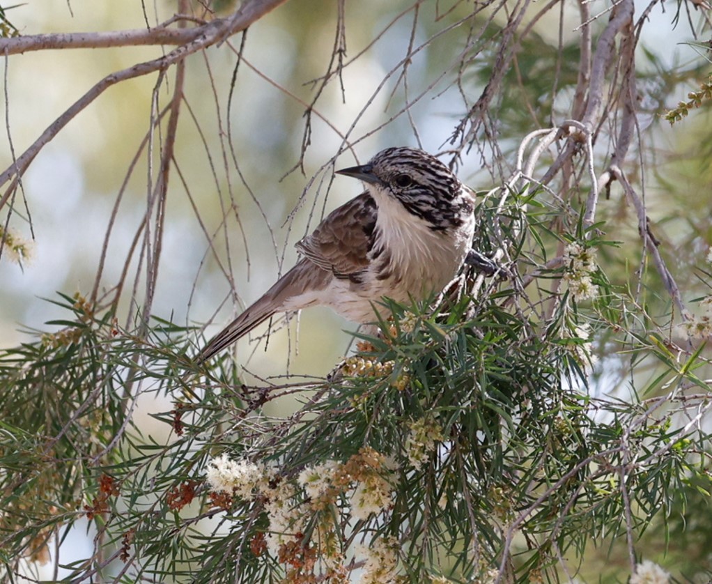 Striped Honeyeater - ML628072205