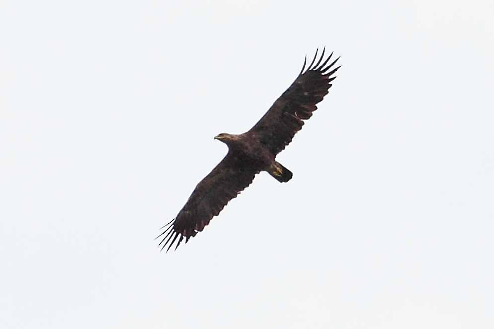 Lesser Spotted Eagle - ML628072206